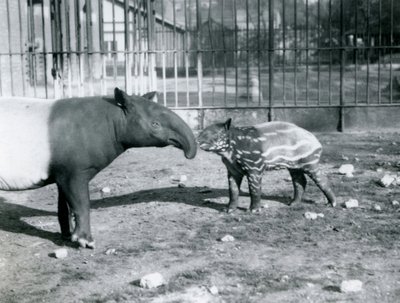 1921年10月5日、ロンドン動物園で母親と一緒に若いマレーバク 作： Frederick William Bond